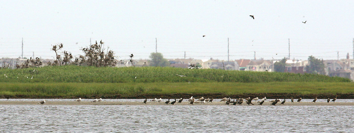 Cormorants Nesting